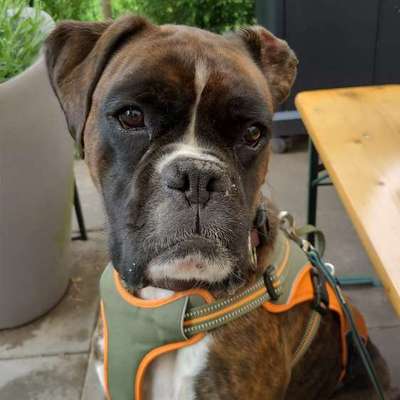 Hundetreffen-Gassirunde in Wildau-Bild