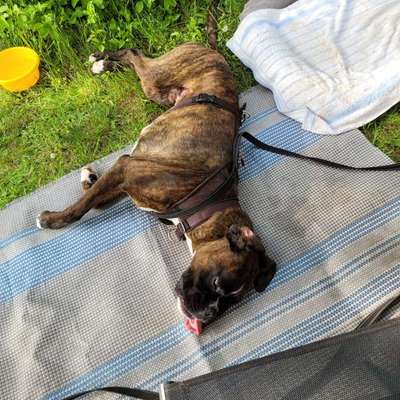 Hundekommikation-Beitrag-Bild