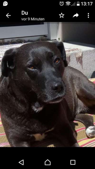 Zeigt eure Schützlinge aus dem Tierschutz Deutschland-Beitrag-Bild