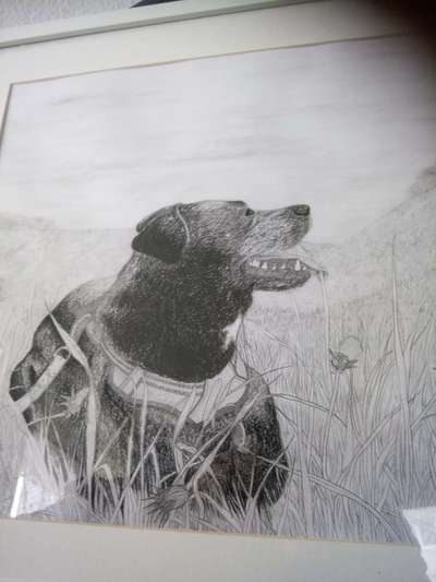 Zeichnungen Eurer Hunde !?-Beitrag-Bild