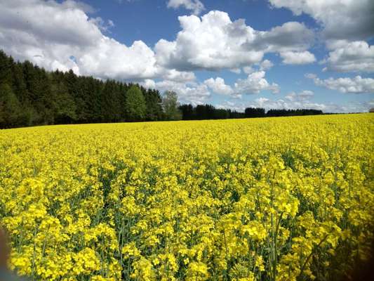 Die wunderschöne Welt mit Hund.-Beitrag-Bild