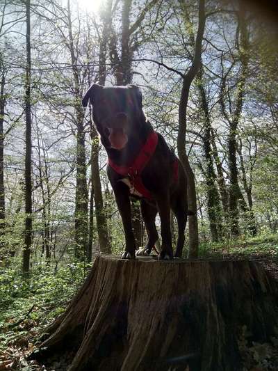 Lieblingsbild von euren Hunden?-Beitrag-Bild