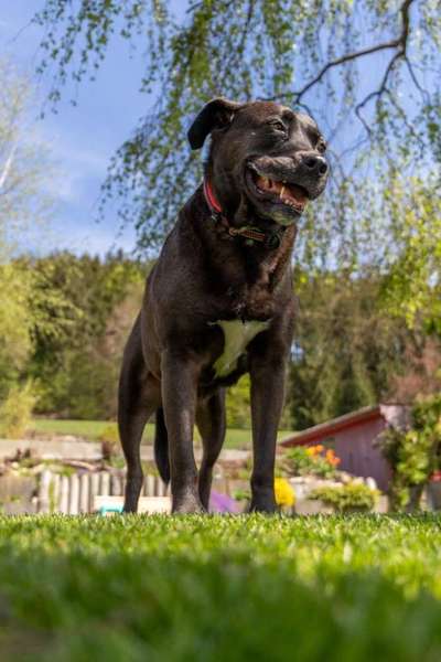 Grinsebacken-Beitrag-Bild