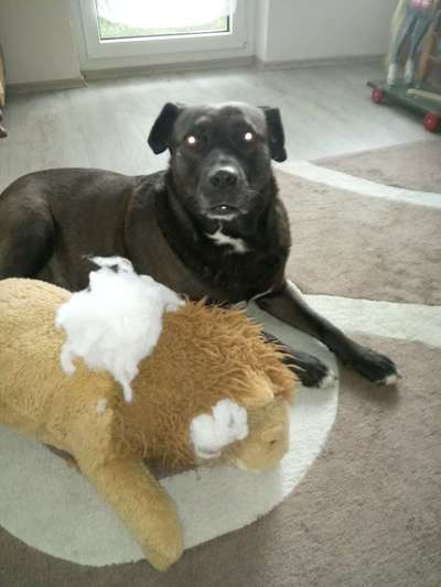 Zeig dein Hund mit seinem Lieblingsspielzeug-Beitrag-Bild