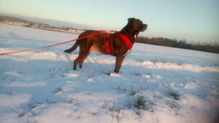 Dogorama-Monats-Challenge-Mai "Wasser"-Beitrag-Bild