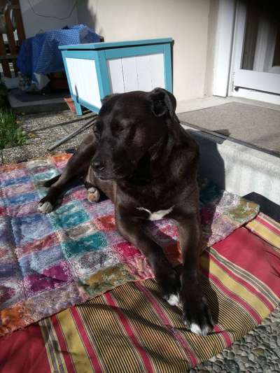 Labradorfans-Beitrag-Bild