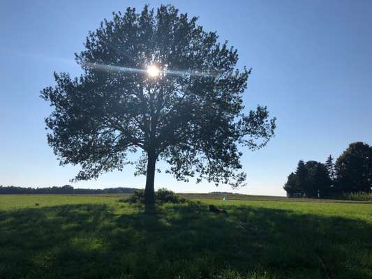 Die wunderschöne Welt mit Hund.-Beitrag-Bild