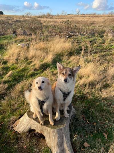 Hundetreffen-Gemeinsames Spielen 🐕-Bild