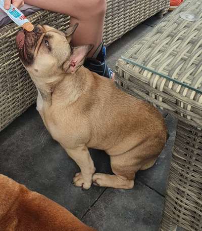 Französische Bulldoggen-Beitrag-Bild