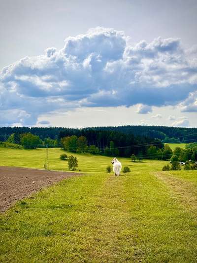 Hundetreffen-Gassirunden für Spiel und Spaß-Bild