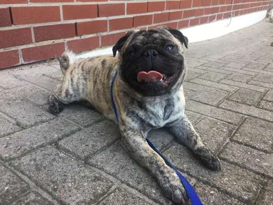 Die Dogorama Kalender Challenge 4/4-Beitrag-Bild