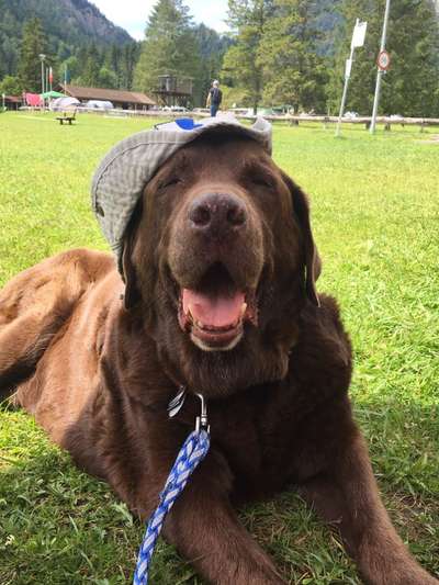 Die Dogorama Kalender Challenge 4/4-Beitrag-Bild