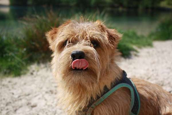 Dogorama-Monats-Challenge-Mai "Wasser"-Beitrag-Bild