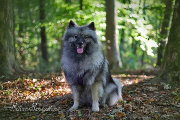 Hundetreffen-Morgens im Waldpark-Bild