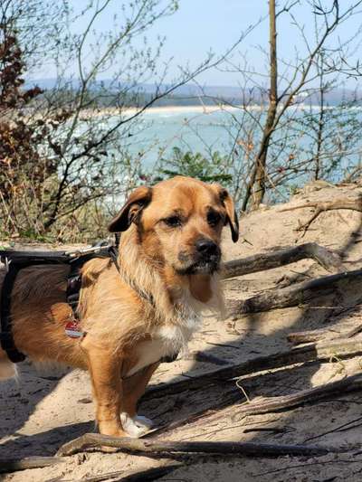 Dogorama Photo Challenge - Tierischer Urlaub-Beitrag-Bild