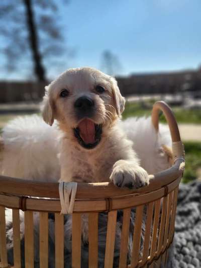 Welpen Bilder !-Beitrag-Bild