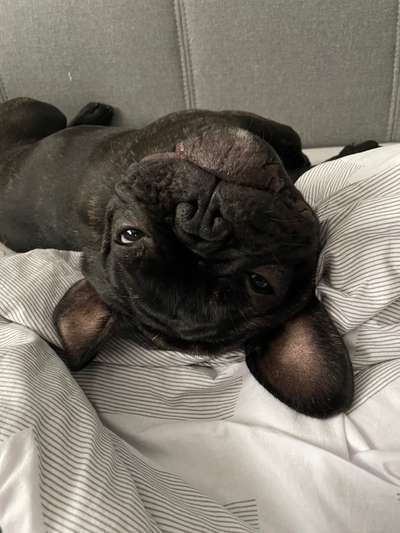 Französische Bulldoggen-Beitrag-Bild