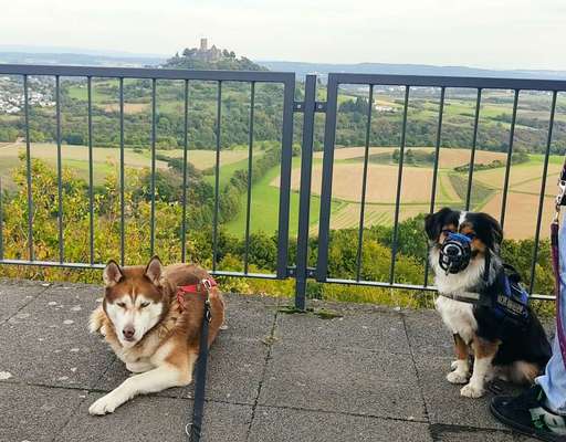 Hundetreffen-Gemeinsames Gassi gehen-Bild