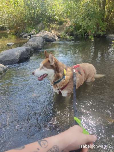 Seltene Rassen!-Beitrag-Bild