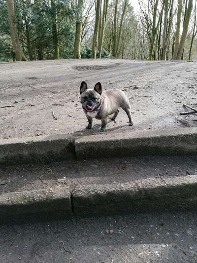 Zeigt her eure Frenchi-Beitrag-Bild