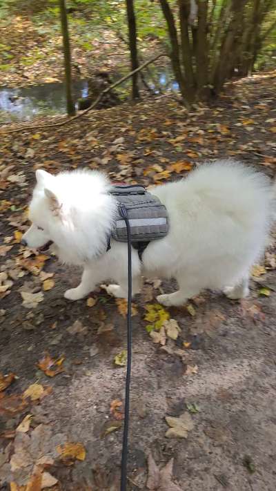 Samojede-Beitrag-Bild