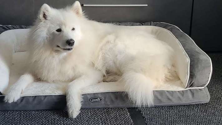 Samojede Besitzer-Beitrag-Bild