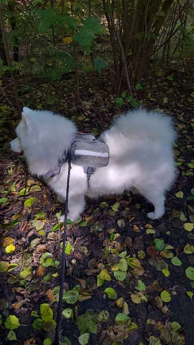 Samojede-Beitrag-Bild