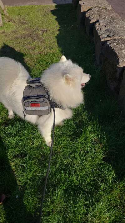 Samojede-Beitrag-Bild