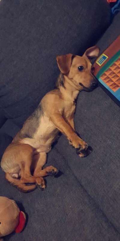 Hündin hat Angst vor anderen Menschen-Beitrag-Bild