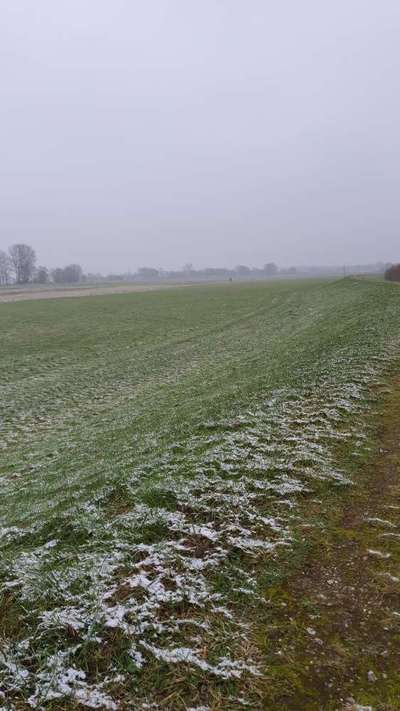 Hundetreffen-Spiele- bzw. Toberunde-Bild