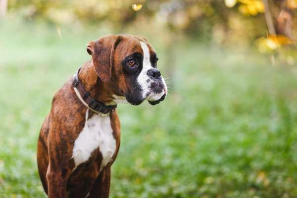 Hunderassen-Deutscher Boxer-Bild