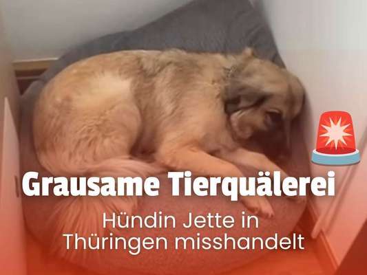 Blog-Fall Jette in Thüringen: Grausame Tierquälerei schockiert Hundeeltern 🚨😣-Bild