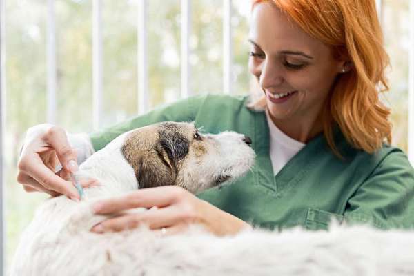 Blog-Diabetes Hund: Symptome frühzeitig erkennen und erfolgreich behandeln-Bild