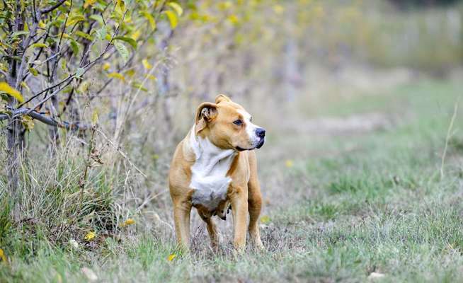 Hunderassen-Staffordshire Bullterrier-Bild