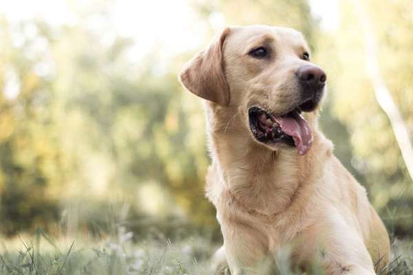 Hunderassen-Labrador Retriever-Bild