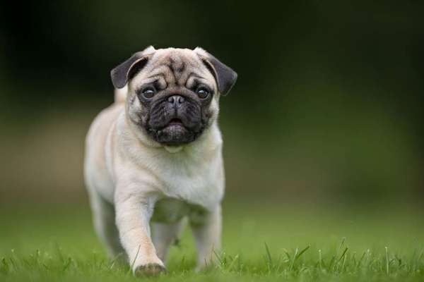 Hunderassen-Mops-Bild