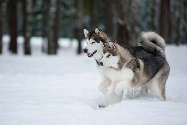 Hunderassen-Alaskan Malamute-Bild