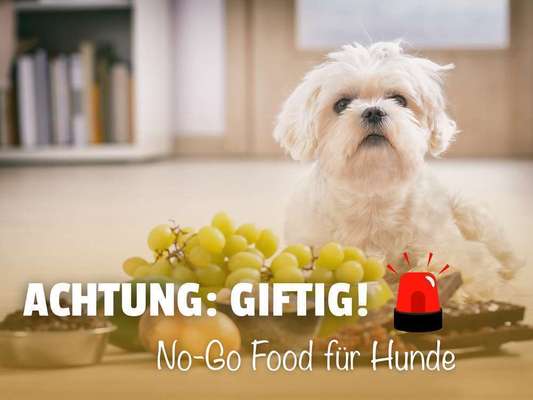 Blog-Giftige Lebensmittel für Hunde: Diese 12+ Dinge gehören nicht in den Napf ❌-Bild