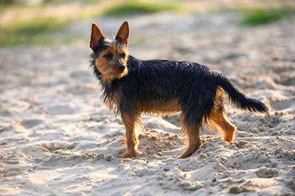 Hunderassen-Australian Terrier-Bild