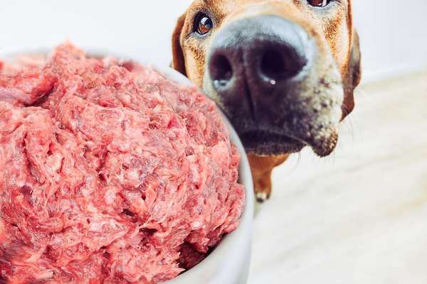 Presse-Salmonellen und E. coli in BARF durch den Dogorama-Produkttest nachgewiesen!-Bild