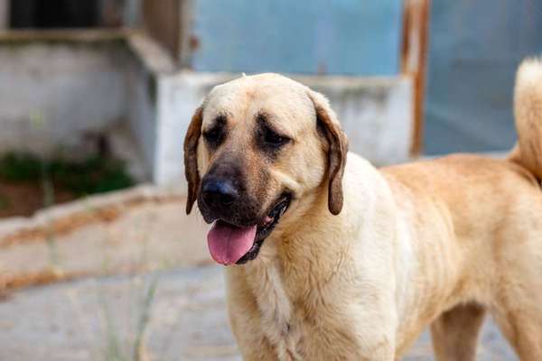 Hunderassen-Kangal-Bild