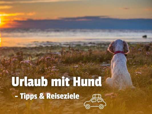 Blog-Sommerurlaub mit Hund: Die besten Reiseziele & Tipps für Hundeeltern 🐶☀️-Bild