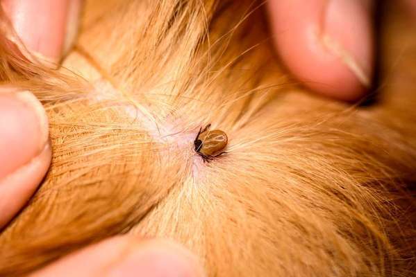 Blog-Hundemalaria auf dem Vormarsch: Was du über die Babesiose wissen solltest-Bild
