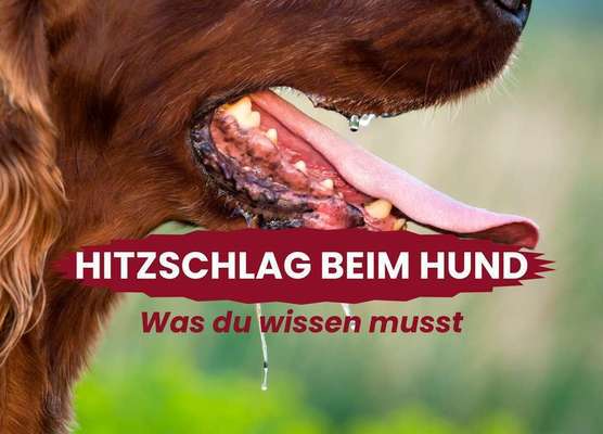 Blog-Hitzschlag beim Hund: Gefahren, Vorbeugung und Erste Hilfe-Bild