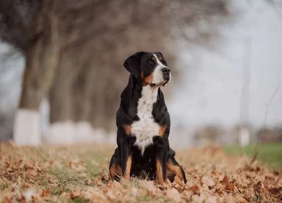 Hunderassen-Großer Schweizer Sennenhund-Bild