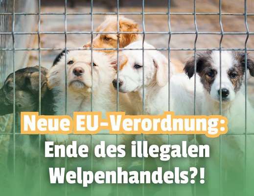 Blog-🐶 EU-Chip-Pflicht für Hunde & Katzen: Schutz vor illegalem Handel oder zu viel Bürokratie?-Bild