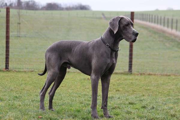 Hunderassen-Deutsche Dogge-Bild