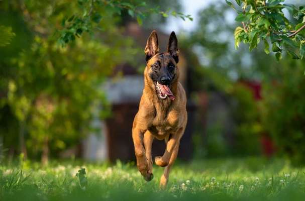 Hunderassen-Belgischer Schäferhund -Bild