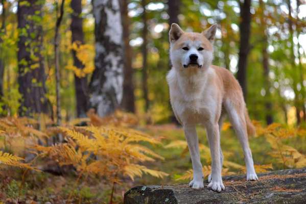 Hunderassen-Akita-Bild