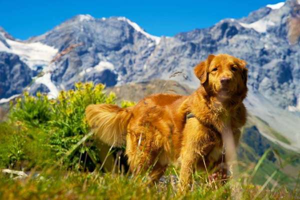 Hunderassen-Nova Scotia Duck Tolling Retriever -Bild